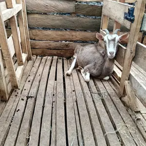 For Quick Sale Alpine and Togenburg Goats Fully Vaccinated /in Kids