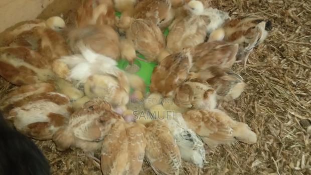 Mur Ngiya Poultry Farm