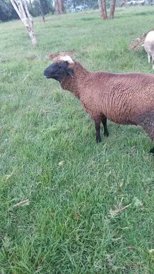 Breeding Ram/ for Meet