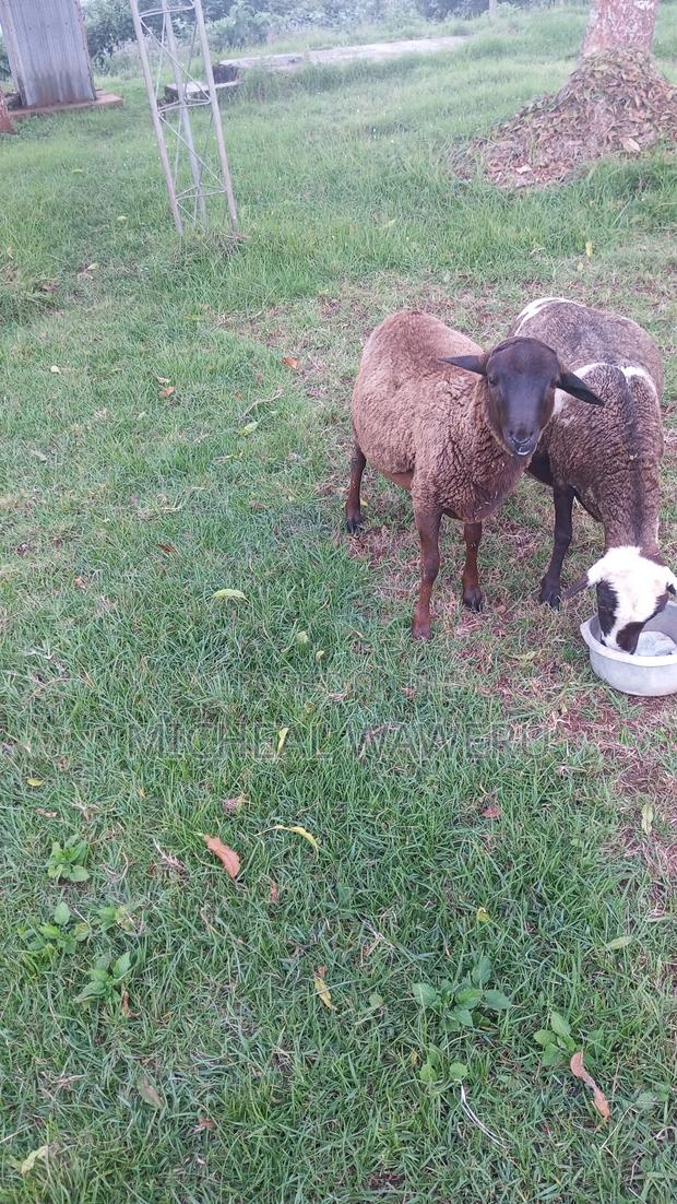 Breeding Ram/ for Meet - thumbnail 2