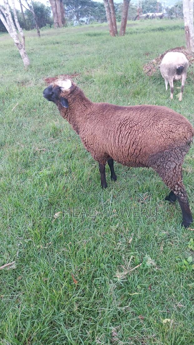 Breeding Ram/ for Meet - thumbnail 3