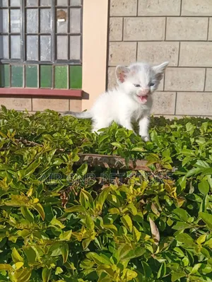 1-3 months Female Purebred American Wirehair