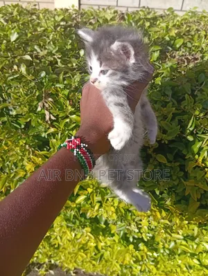 1-3 months Female Purebred American Curl
