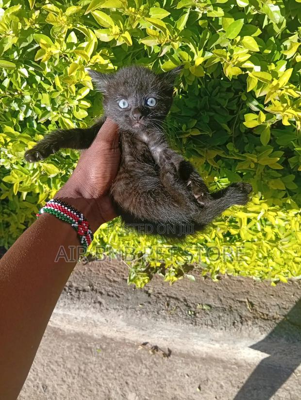 1-3 months Female Purebred American Shorthair