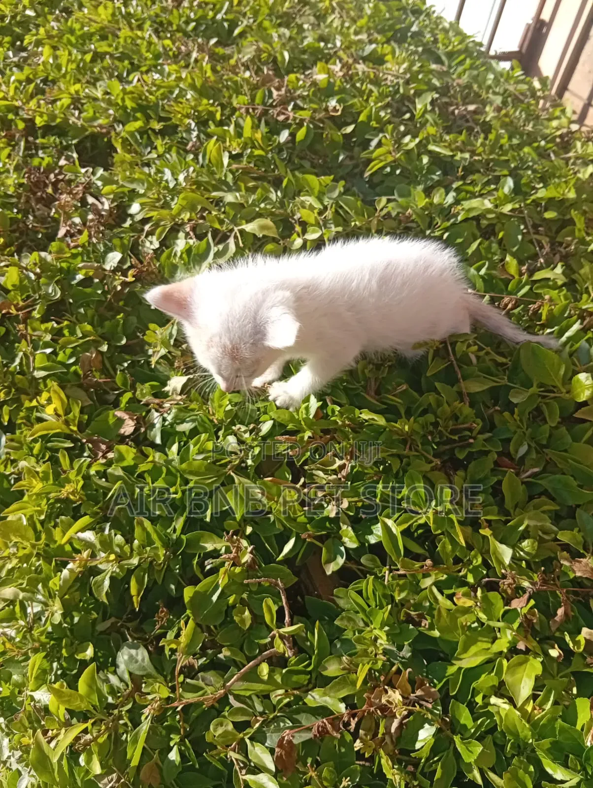 1-3 months Female Mixed Breed American Shorthair