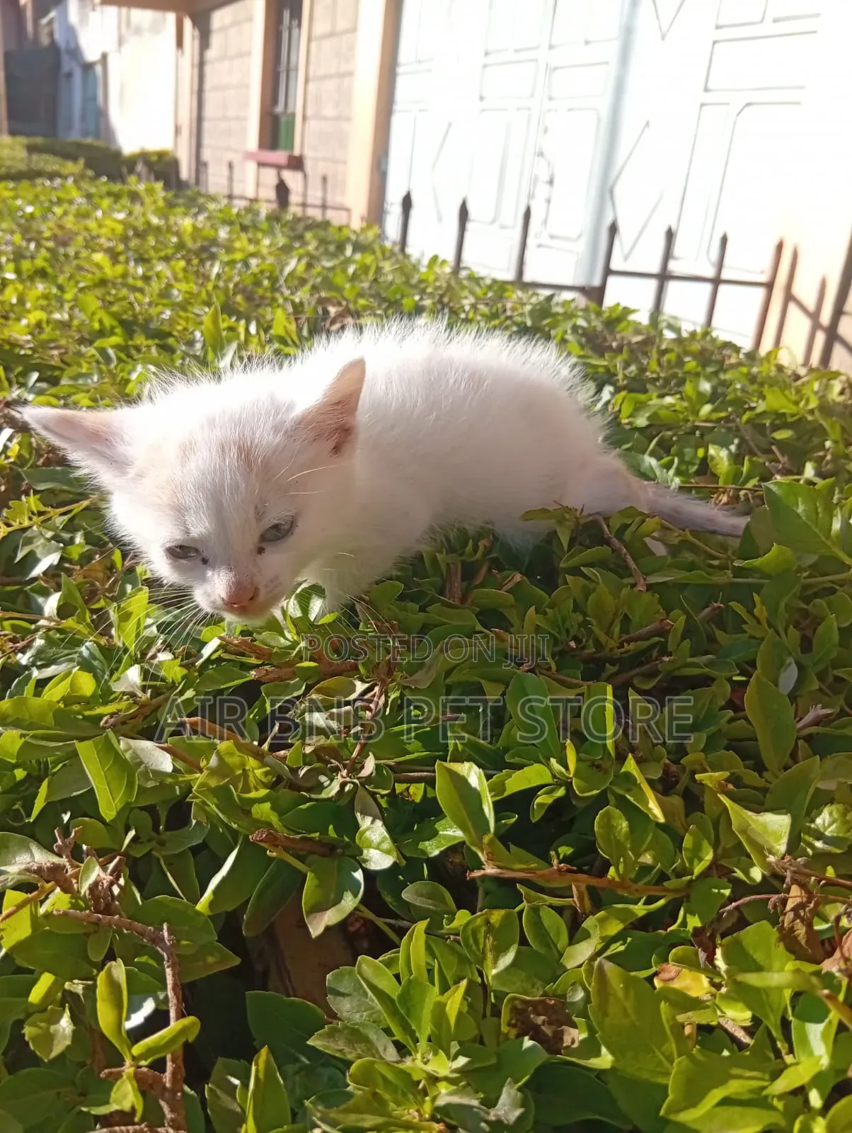 1-3 months Female Mixed Breed American Shorthair