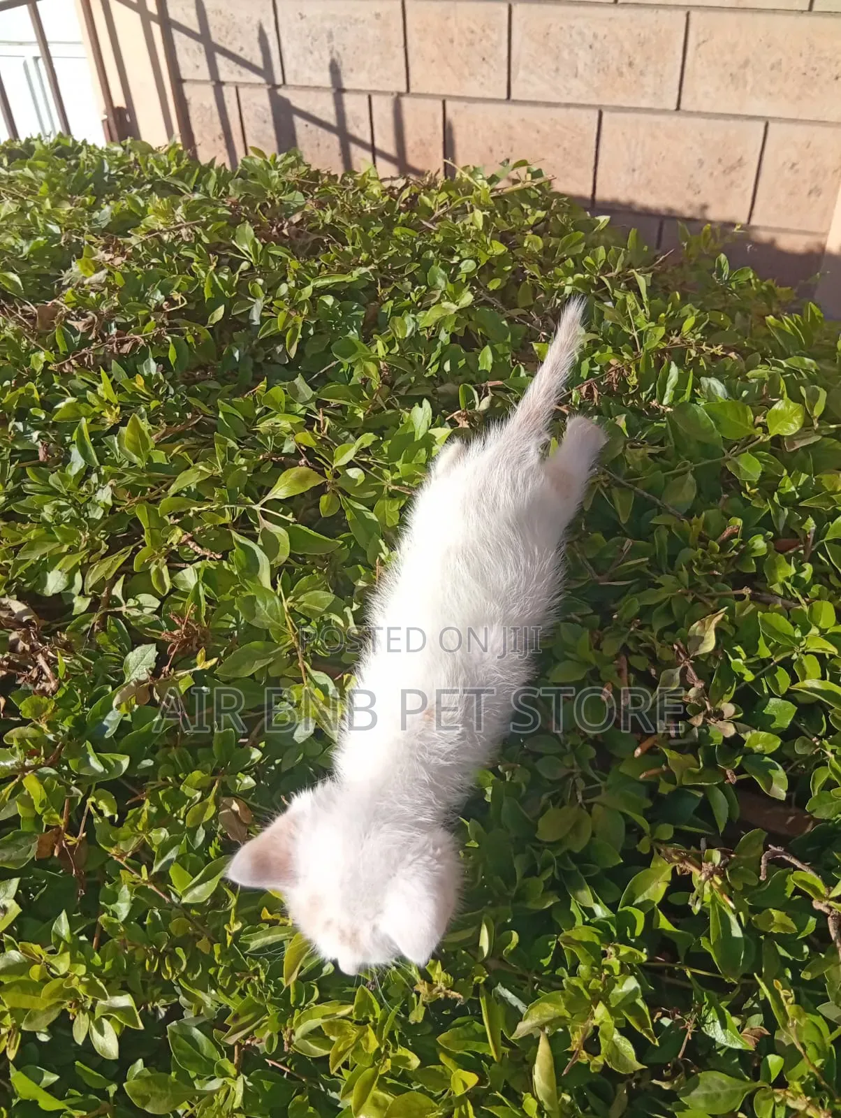 1-3 months Female Mixed Breed American Shorthair