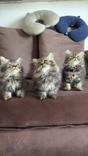 1-3 months Male Purebred Persian