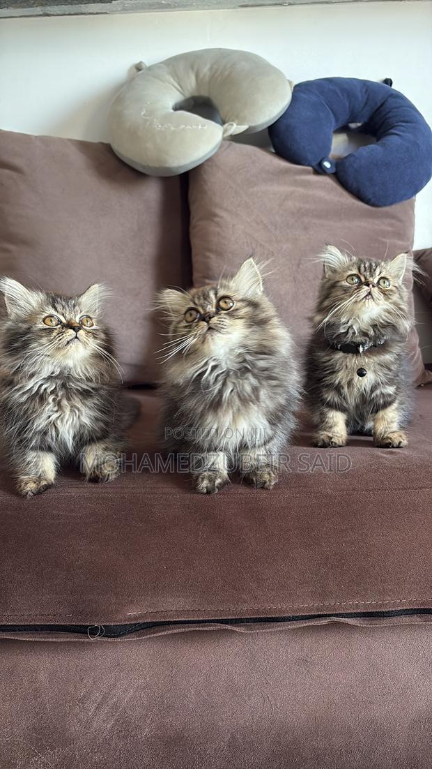 1-3 months Male Purebred Persian