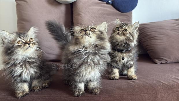 1-3 months Male Purebred Persian - thumbnail 2