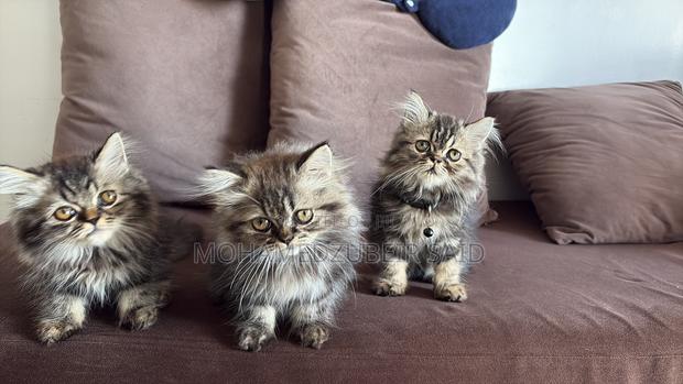 1-3 months Male Purebred Persian - thumbnail 3