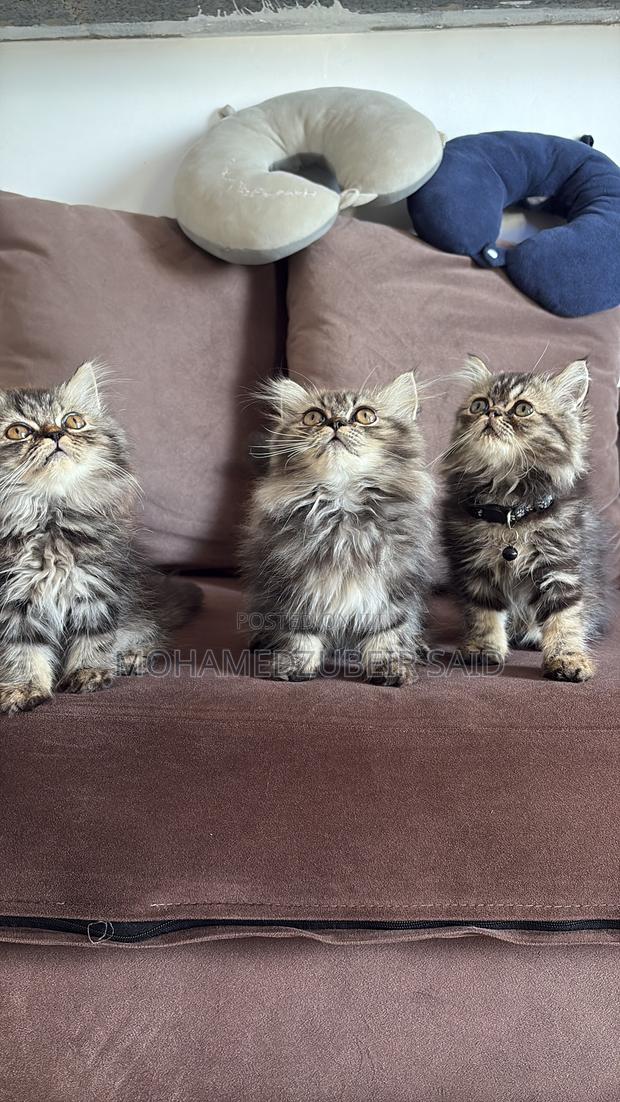 1-3 months Male Purebred Persian - thumbnail 4