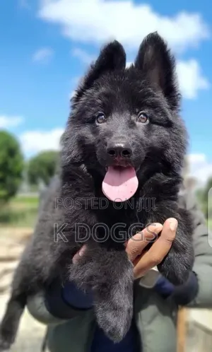 1-3 months Female Purebred German Shepherd
