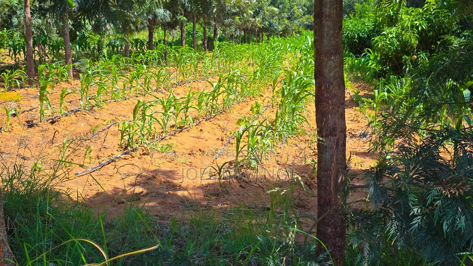 Affordable Plots in Matuu