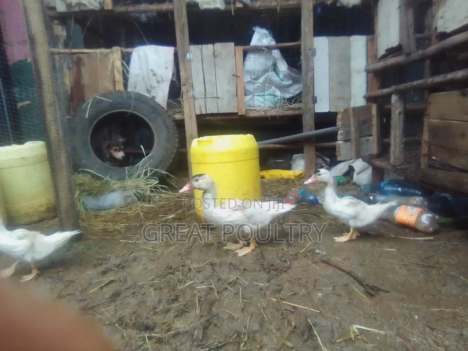Ducks and Turkey