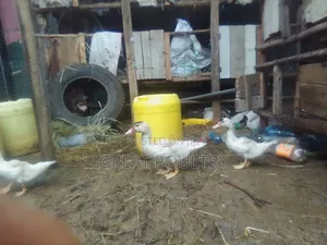 Ducks and Turkey