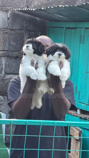 1-3 months Male Purebred Havanese