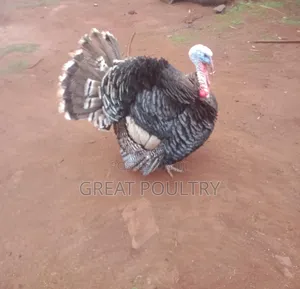 Turkey for Sale
