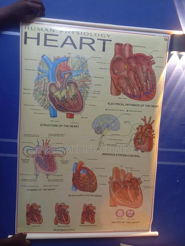 Heart Training Chart-Human Physiology - main view