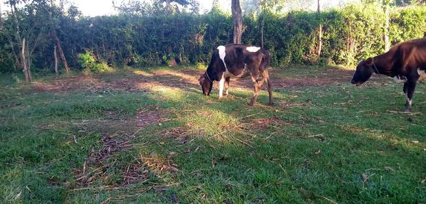Friesian Cow - thumbnail 3