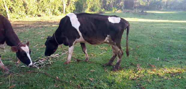 Friesian Cow