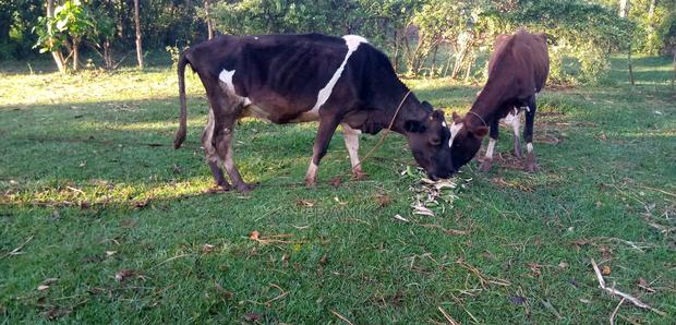 Friesian Cow - thumbnail 2
