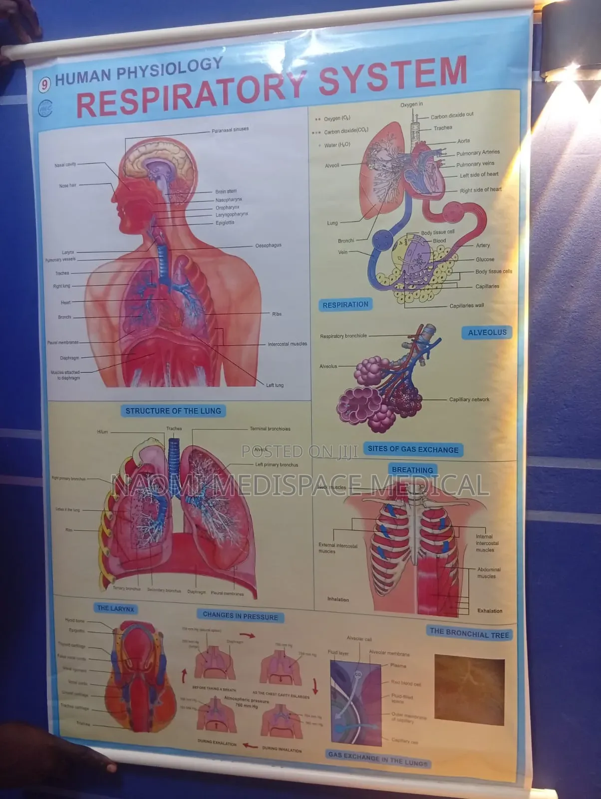 Respiratory System Training Chart-Human Physiology