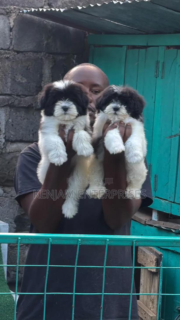 1-3 months Male Purebred Havanese
