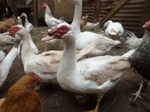 White Moscovy Drakes