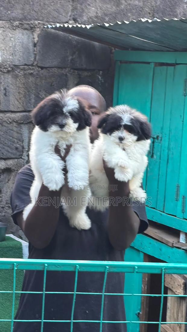1-3 months Female Purebred Havanese
