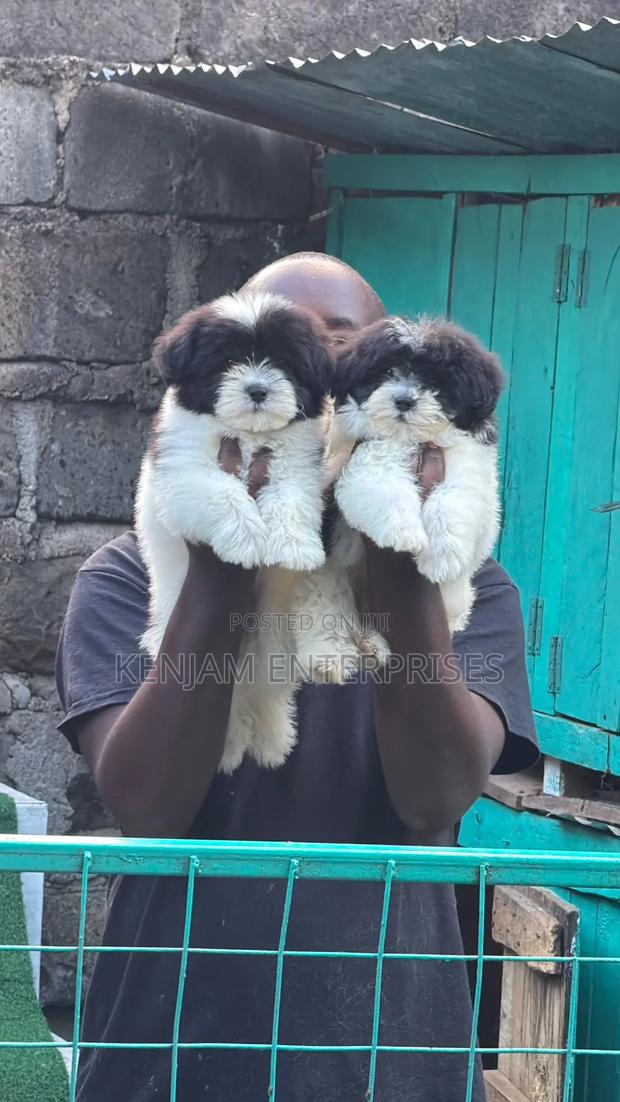 1-3 months Male Purebred Havanese
