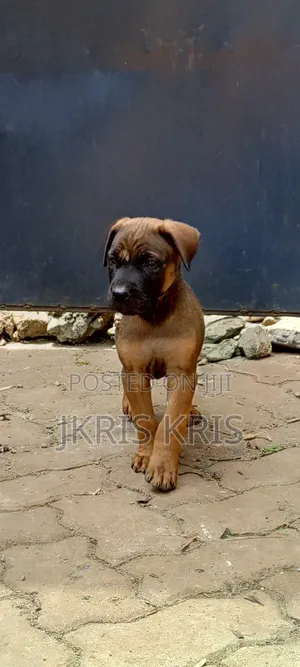 1-3 months Male Mixed Breed Boerboel