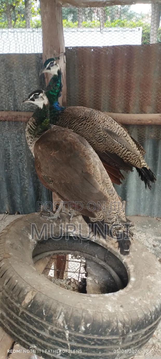 Young Peafowls