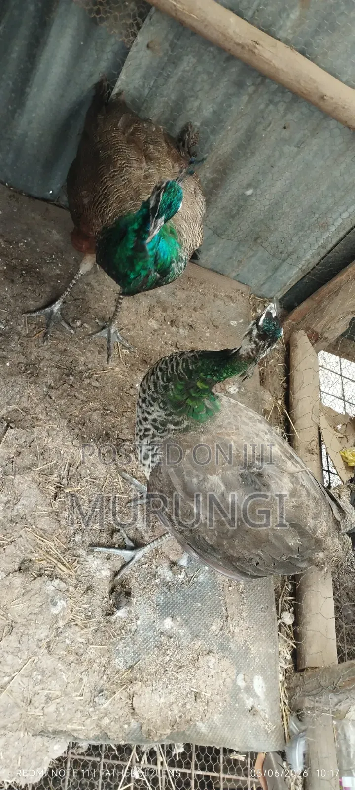 Young Peafowls