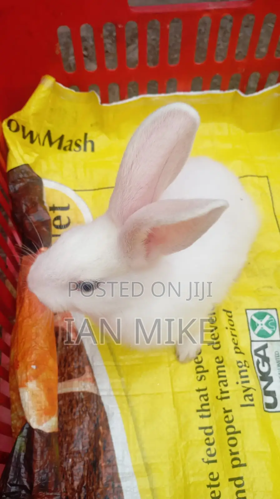 2 Months Old Female Rabbit for Sale at Acacia, Nakuru
