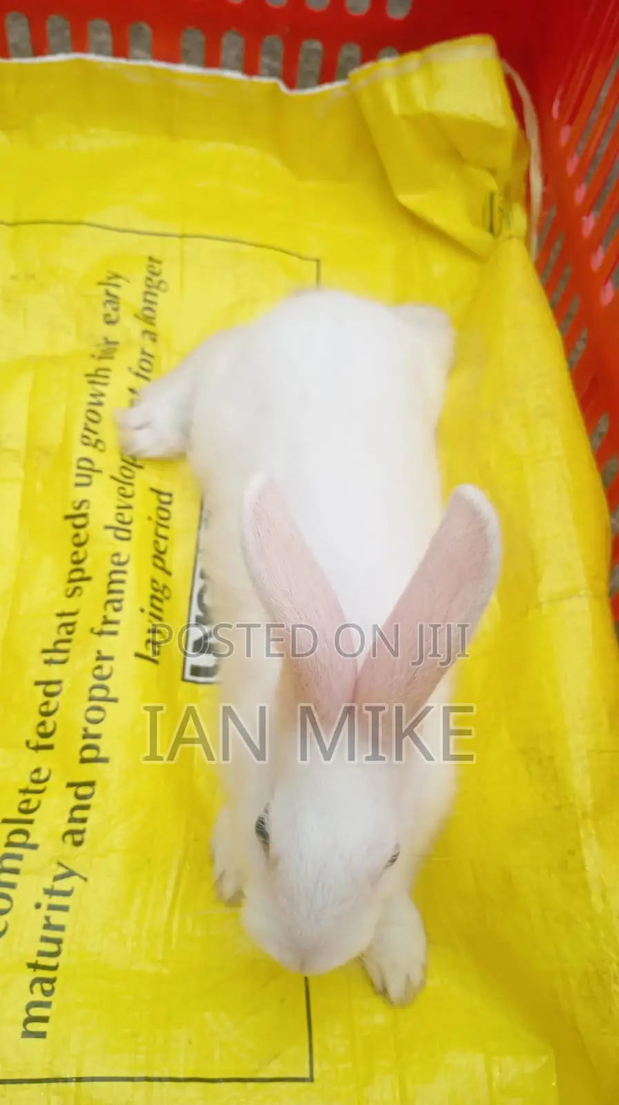 2 Months Old Female Rabbit for Sale at Acacia, Nakuru