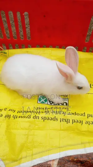 2 Months Old Female Rabbit for Sale at Acacia, Nakuru