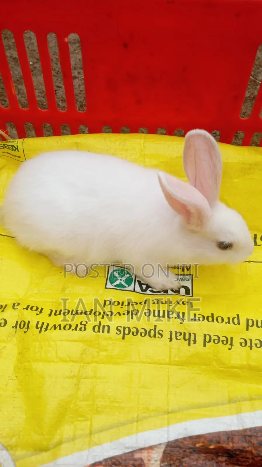 2 Months Old Female Rabbit for Sale at Acacia, Nakuru