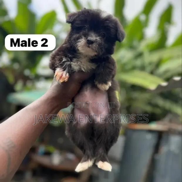 1-3 months Male Purebred Havanese