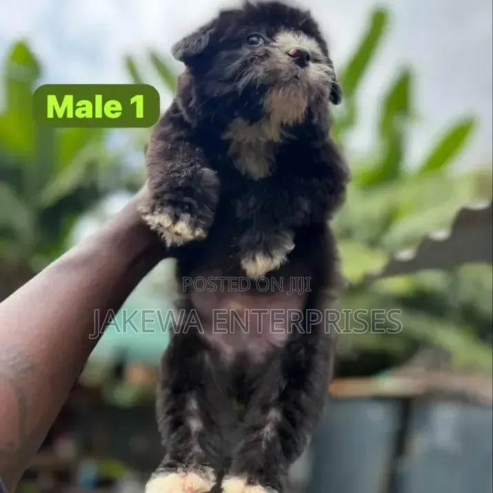 1-3 months Male Purebred Havanese