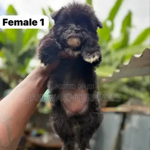 1-3 months Female Purebred Havanese