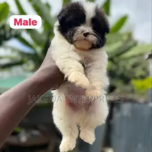 1-3 months Male Purebred Havanese
