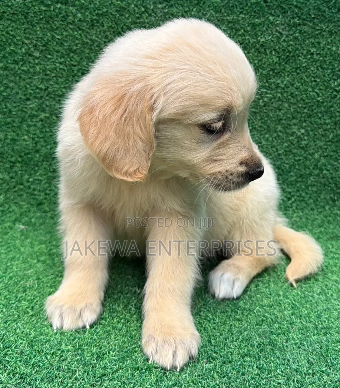 1-3 months Male Purebred Golden Retriever