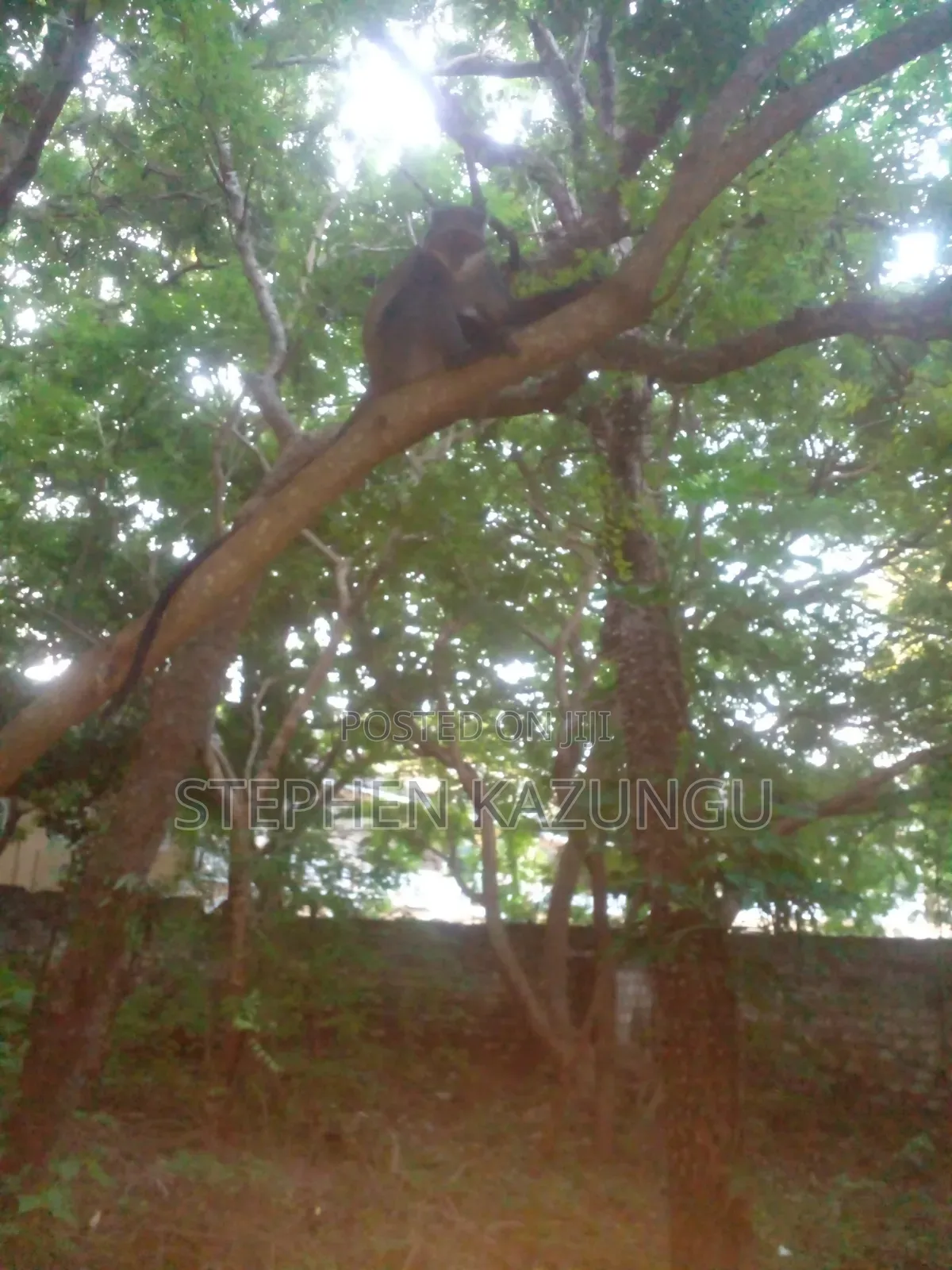 Almost 1/2 Acre Plot at 150 Metres From the Beach in Diani Beach