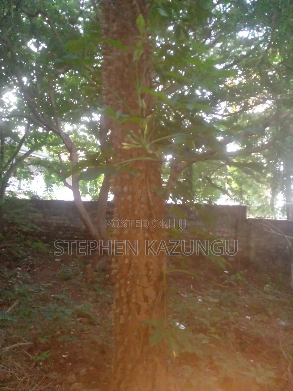 Almost 1/2 Acre Plot at 150 Metres From the Beach in Diani Beach