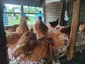 Livestock and Poultry