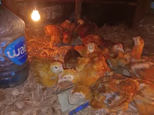 Poultry Farming
