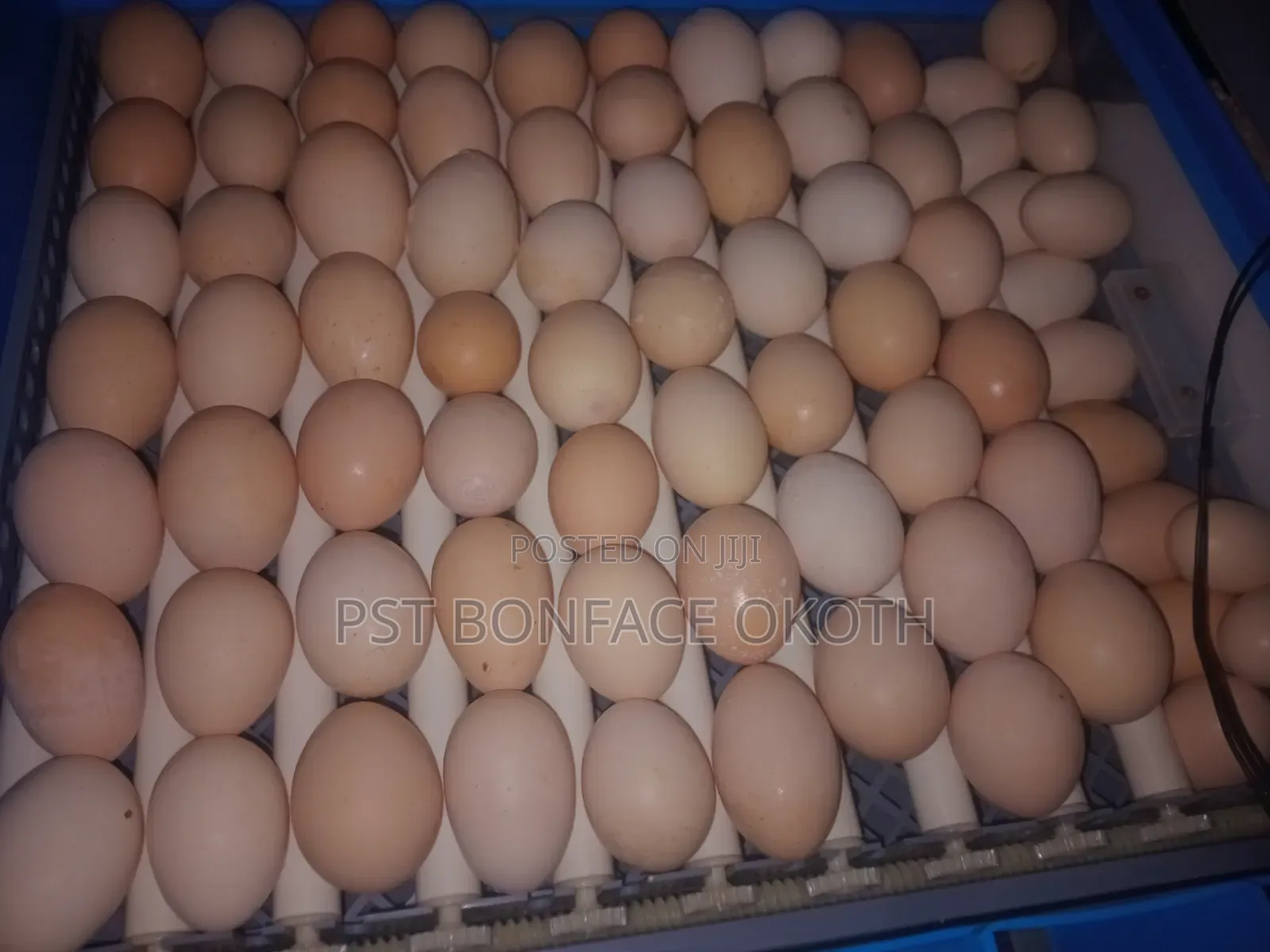 Poultry Farming