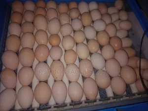 Poultry Farming