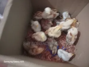 Poultry Farming